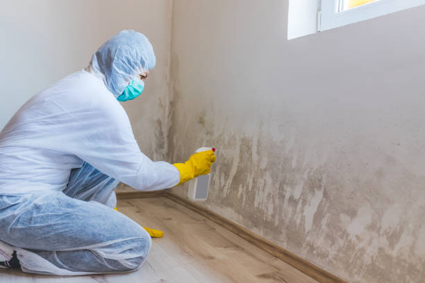 Licensed Mold Inspection service in Springfield, NJ - WQB Mold Removal