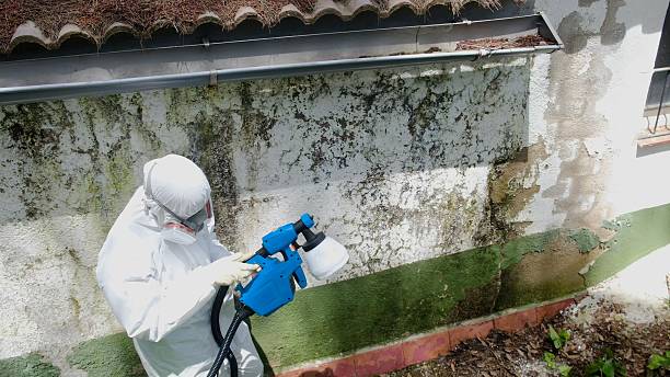 Top rated local Mold Inspection specialists in Springfield, NJ